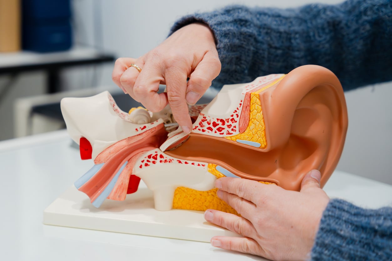 Audiologist showing off a model of the human ear.